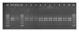 Polish Propolis Reduces Bacterial Biofilm Formation