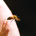 Bee Venom Used to Treat Range of Ailments in China