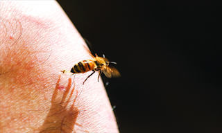 Bee Venom Used to Treat Range of Ailments in China
