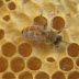 'Rogue Ingredients' in Expensive Manuka Honey